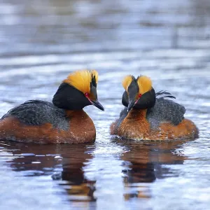 Horned grebe, Slavonian grebe (Podiceps auritus) pair in breeding plumage swimming in pond in spring Horned grebe, Slavonian grebe (Podiceps auritus) pair in breeding plumage swimming in pond in spring