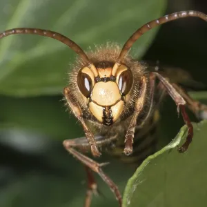 Hornet (Vespa crabro), Untergroeningen Hornet (Vespa crabro), Untergroeningen