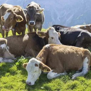 Hornless Allgau cows, Alpine pasture landscape near Pfronten Hornless Allgau cows, Alpine pasture landscape near Pfronten
