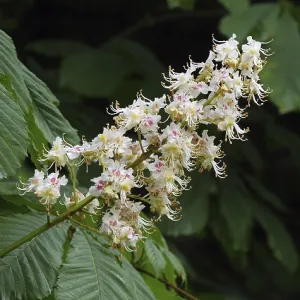 Horse Chestnut (aesculus hippocastanum)