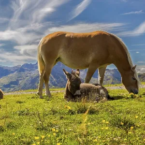 A horse and two donkeys relax on a blooming meadow against a mountain backdrop A horse and two donkeys relax on a blooming meadow against a mountain backdrop