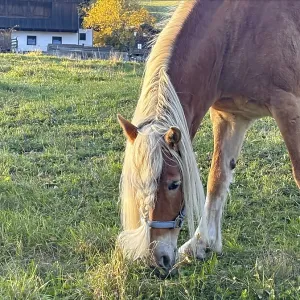 Horse eating grass in a pasture Horse eating grass in a pasture