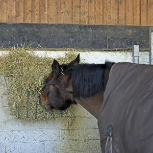 Horse eats hay from hay rack, Westphalian Horse eats hay from hay rack, Westphalian