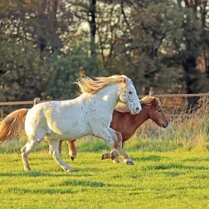 Horse (Equus), Shetland pony galloping in a meadow