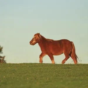 Horse (Equus), Shetland Pony, Leverkusen