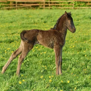 Horse, foal on the pasture in spring