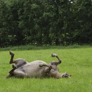 Horse lying on a green field, playful and relaxed atmosphere Horse lying on a green field, playful and relaxed atmosphere