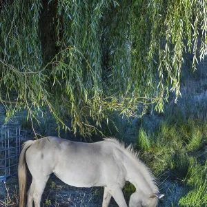 Horse, mold under a willow tree (Salix)