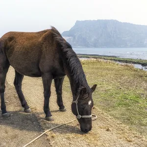 A horse along olle trail in gwangchigi beach looking over seongsan ilchulbong in jeju island A horse along olle trail in gwangchigi beach looking over seongsan ilchulbong in jeju island