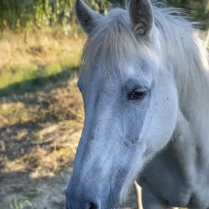 Horse, portrait of a mold in the pasture