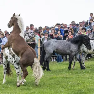Horse standing on its hind legs, St