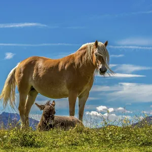 A horse stands with a foal in the grass under a blue sky A horse stands with a foal in the grass under a blue sky