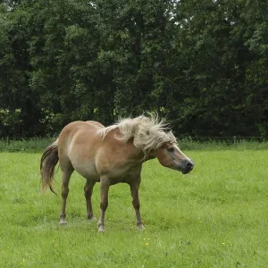 A horse stands in a green field against a background of thick trees A horse stands in a green field against a background of thick trees
