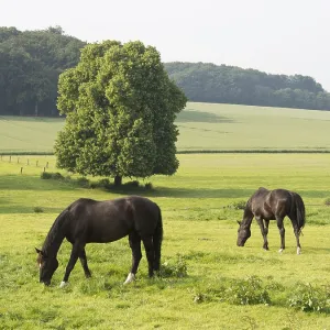 Two horses eat on a wide green pasture with trees in the background Two horses eat on a wide green pasture with trees in the background