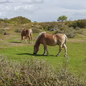 Two horses eating grass in a meadow