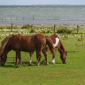 Two horses eating grass in a meadow near the sea
