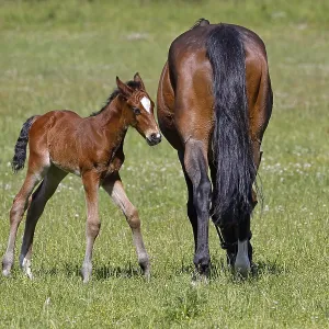 Horses (Equus caballus), mare and foal