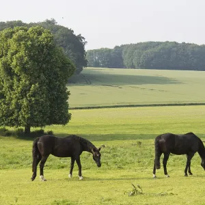 Two horses graze peacefully on a green pasture surrounded by trees Two horses graze peacefully on a green pasture surrounded by trees