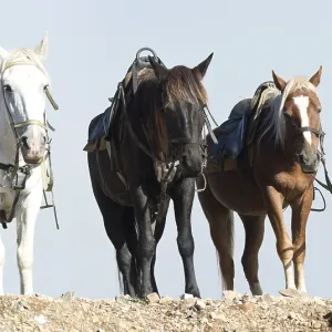 Three horses on mountain against fog Three horses on mountain against fog