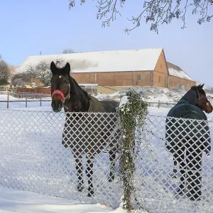 Horses in the pasture in front of an old three-sided farm
