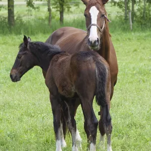 Two horses, one standing protectively behind the foal in the pasture