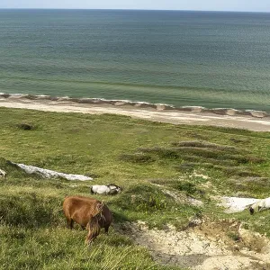 Horses in the Svinklovene dunes at Jammer Bay Horses in the Svinklovene dunes at Jammer Bay