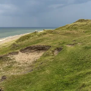 Horses in the Svinklovene dunes at Jammer Bay Horses in the Svinklovene dunes at Jammer Bay