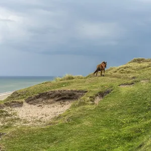 Horses in the Svinklovene dunes at Jammer Bay