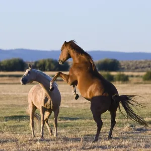 Caballos en luchas del oeste salvaje, Oregón, EE. UU.