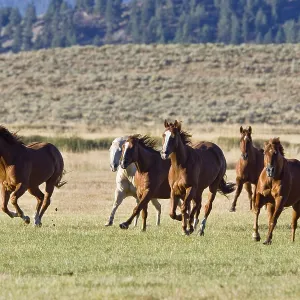 Caballos en un oeste salvaje galopando, Oregón, EE. UU.