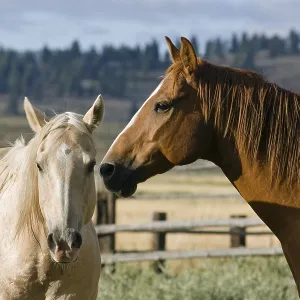 Caballos en el Oregon Salvaje, EE. UU.