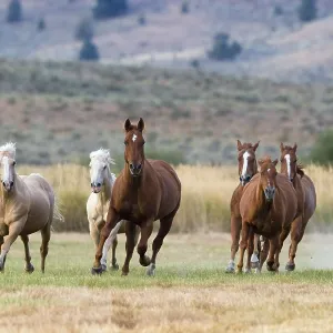 Caballos en el Oregon salvaje, EE. UU.