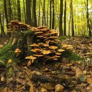 Horseshoe Fungus Print