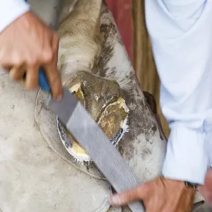 Caballos herrados en el Oregon salvaje, EE.UU.
