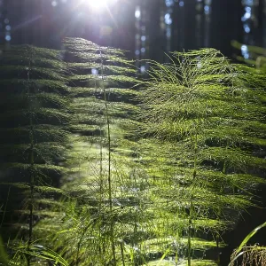 Horsetail (Equisetum) in coniferous forest in sunlight Horsetail (Equisetum) in coniferous forest in sunlight