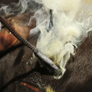 Hot branding iron burns into the skin of a calf to brand it Hot branding iron burns into the skin of a calf to brand it