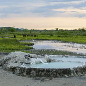 Hot spring pool in extensive nature with horses in the background under an evening sky Hot spring pool in extensive nature with horses in the background under an evening sky