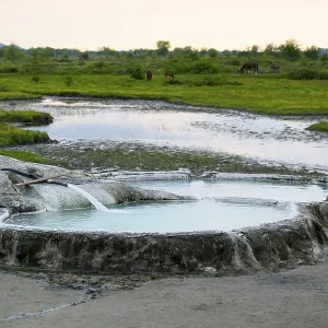 Hot spring pool in nature with horses in the background and a gentle evening light Hot spring pool in nature with horses in the background and a gentle evening light