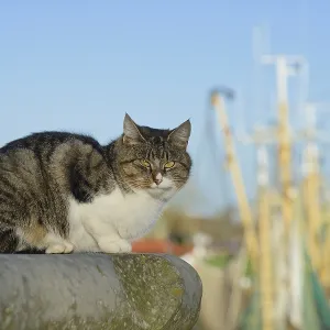 House cat on a wall, shrimp cutter of Greetsiel in the background House cat on a wall, shrimp cutter of Greetsiel in the background