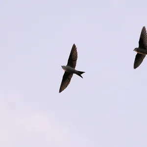 House martins (Delichon urbicum)