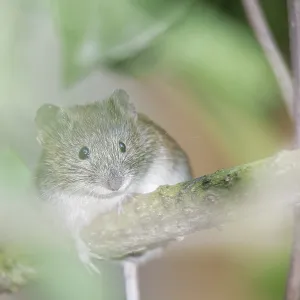 House mouse (Mus), Kempen North Rhine-Westphalia