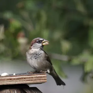 House sparrow (Passer domesticus) House sparrow (Passer domesticus)