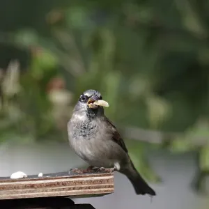 House sparrow (Passer domesticus) House sparrow (Passer domesticus)