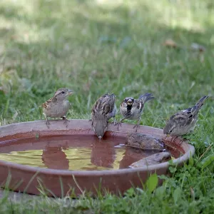 House sparrow (Passer domesticus) House sparrow (Passer domesticus)