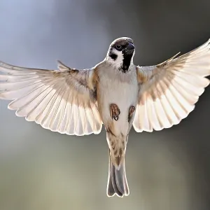 House Sparrow (Passer domesticus)