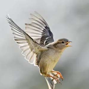 House Sparrow (Passer domesticus)