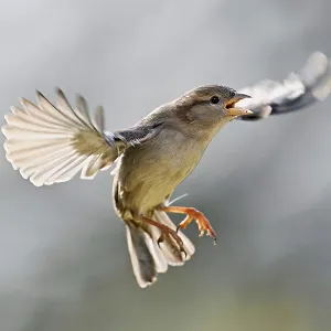 House Sparrow (Passer domesticus)