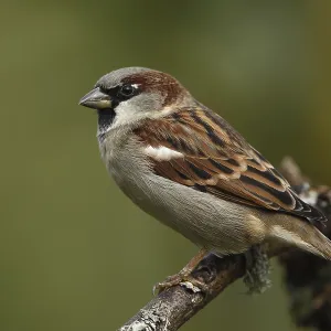Gorrión común, Passer domesticus. Gorrión común, Passer domesticus.