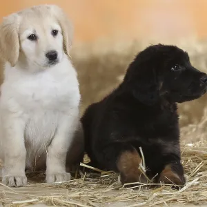 Hovawart Puppies, 9 Weeks Old - Black-Marked and Blond Print