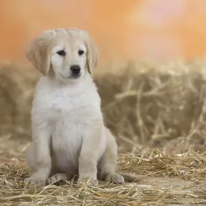 Hovawart, puppy, 9 weeks